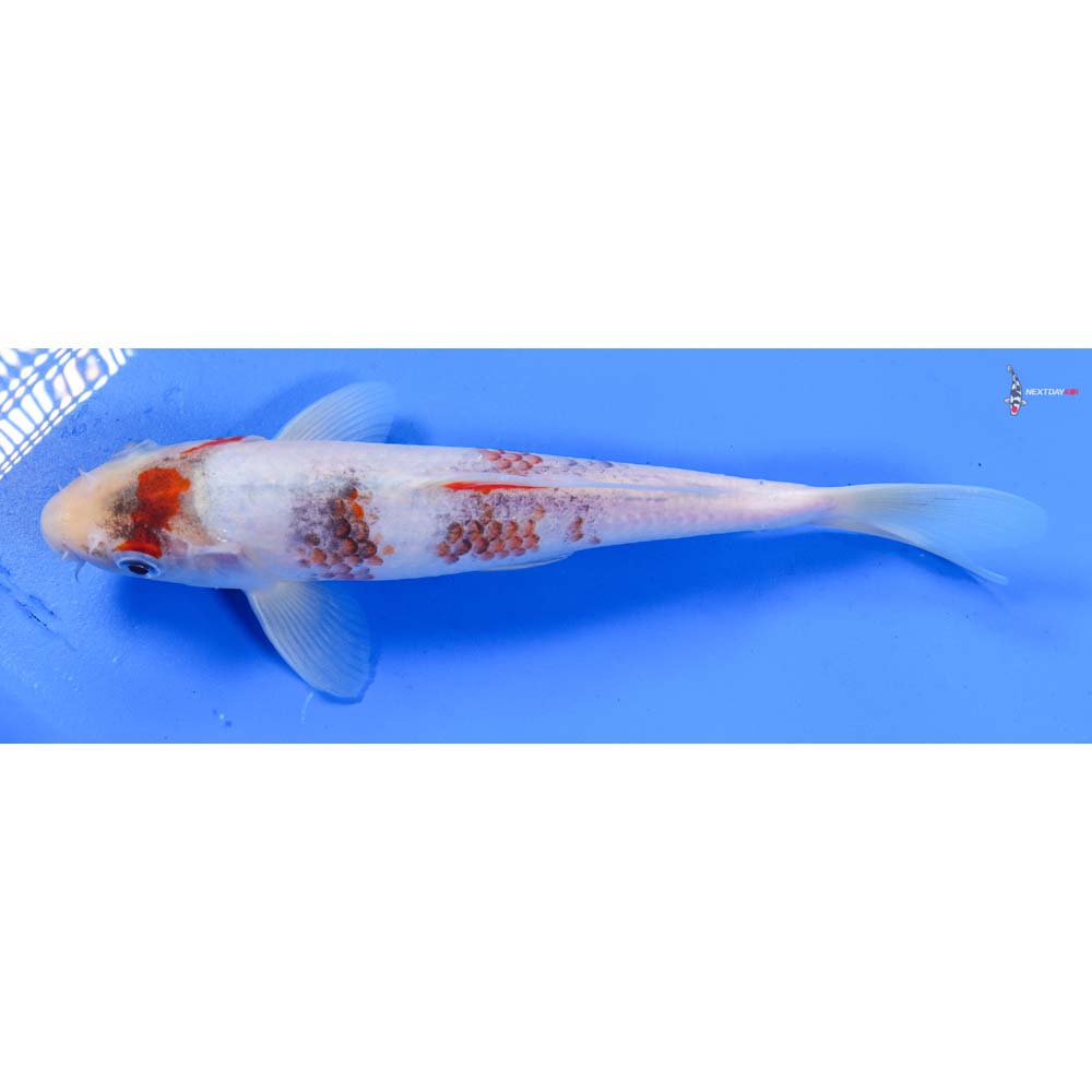 8.5” Imported Showa