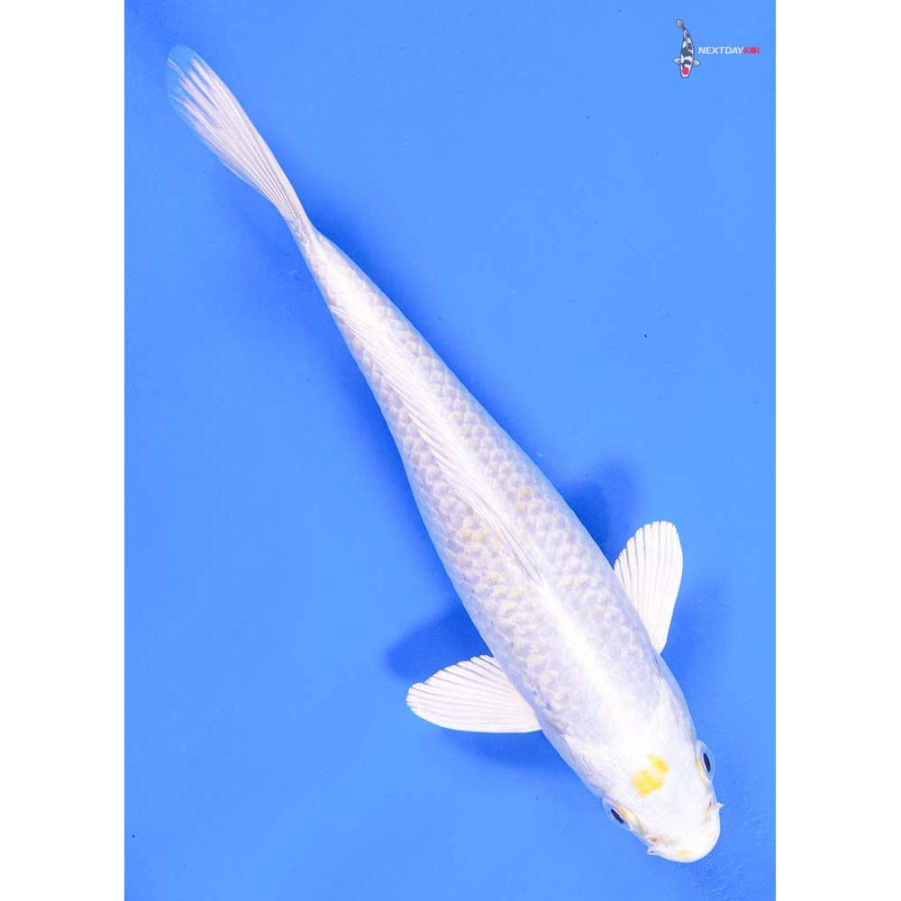 9” Imported Gin Rin Lemon Hariwake
