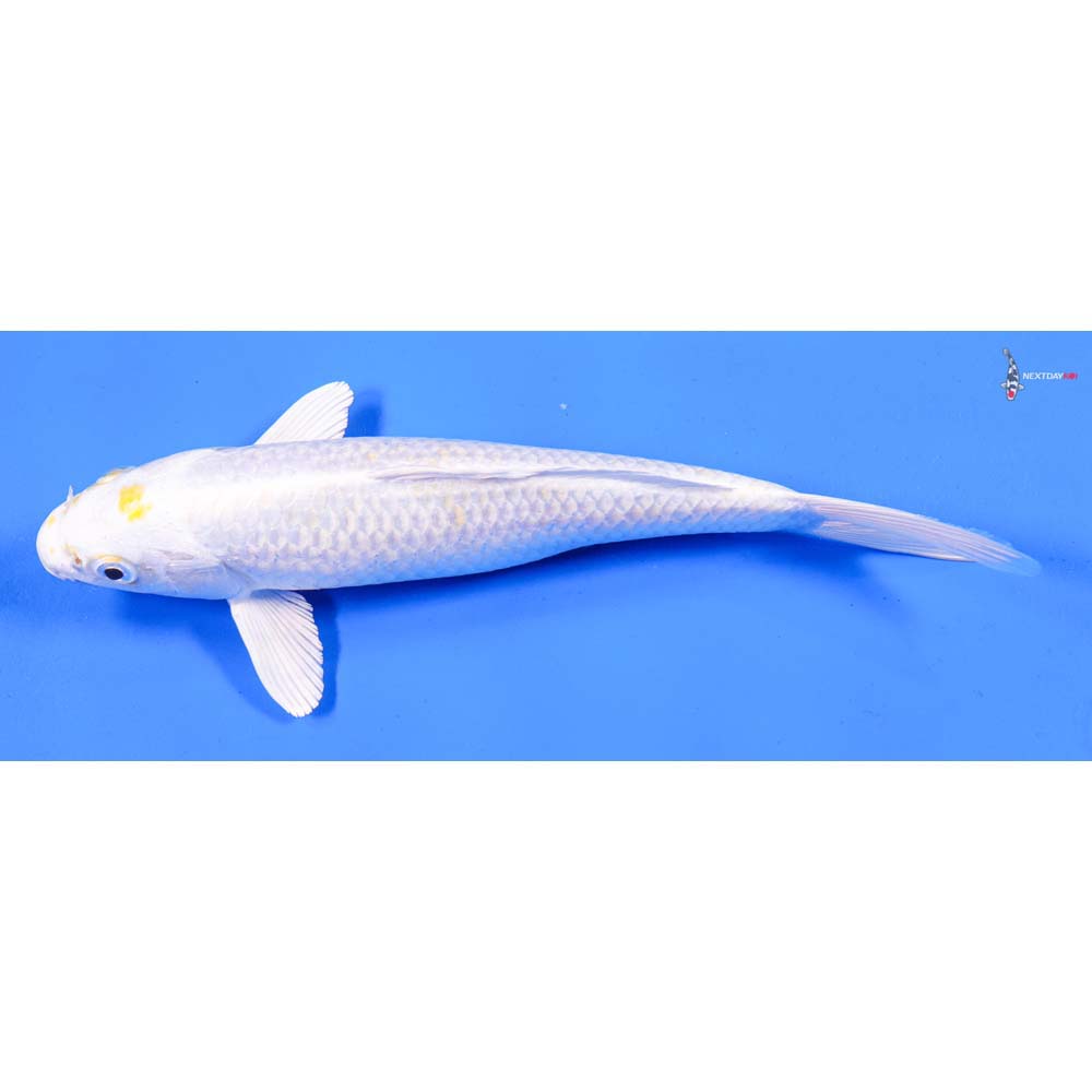 9” Imported Gin Rin Lemon Hariwake