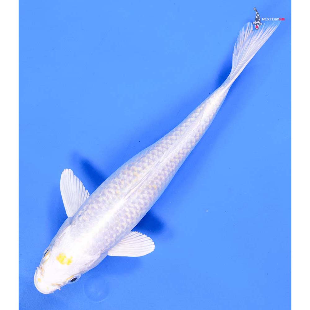 9” Imported Gin Rin Lemon Hariwake