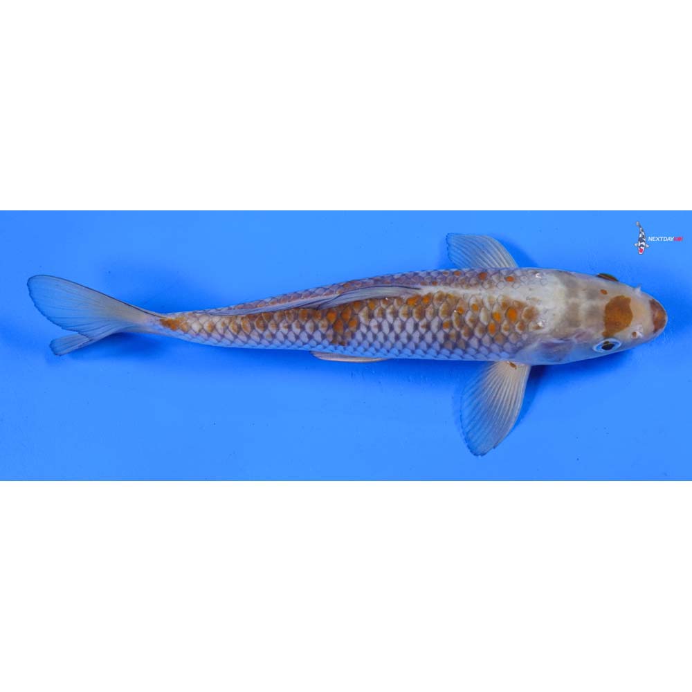 9.5” Imported Ochiba Shigure