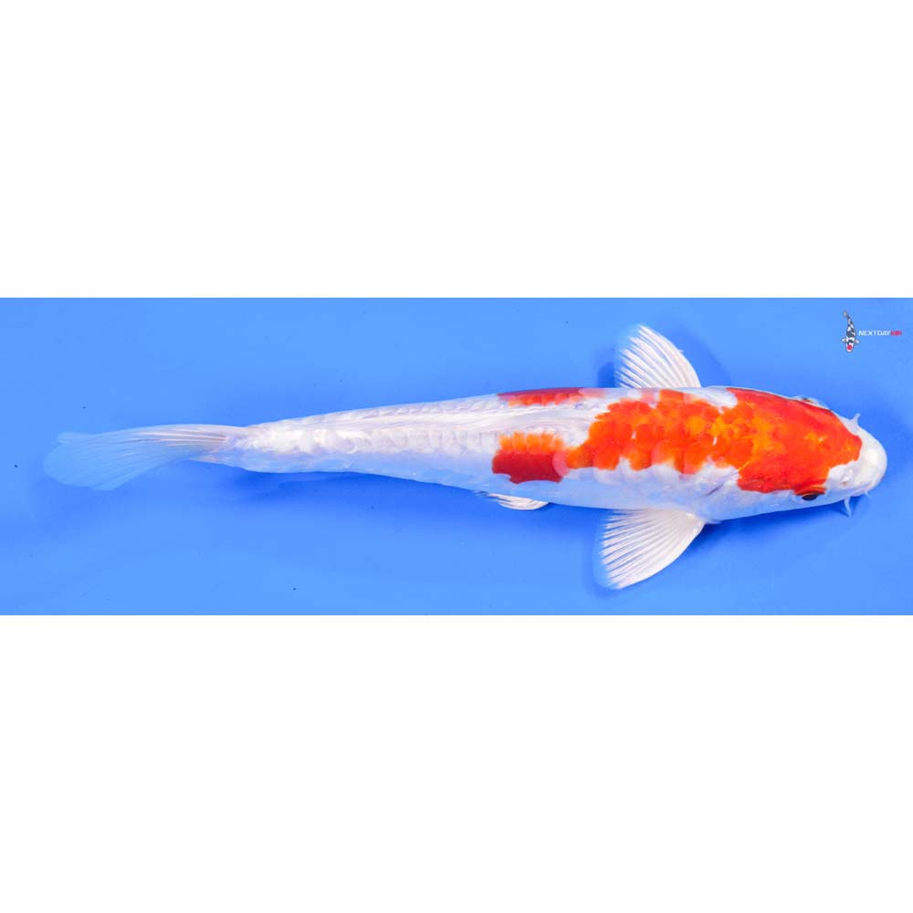 9.5” Imported Kikusui