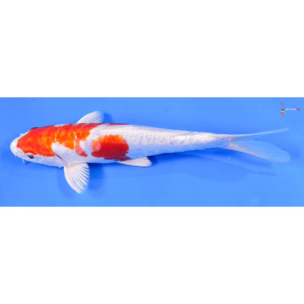 9.5” Imported Kikusui