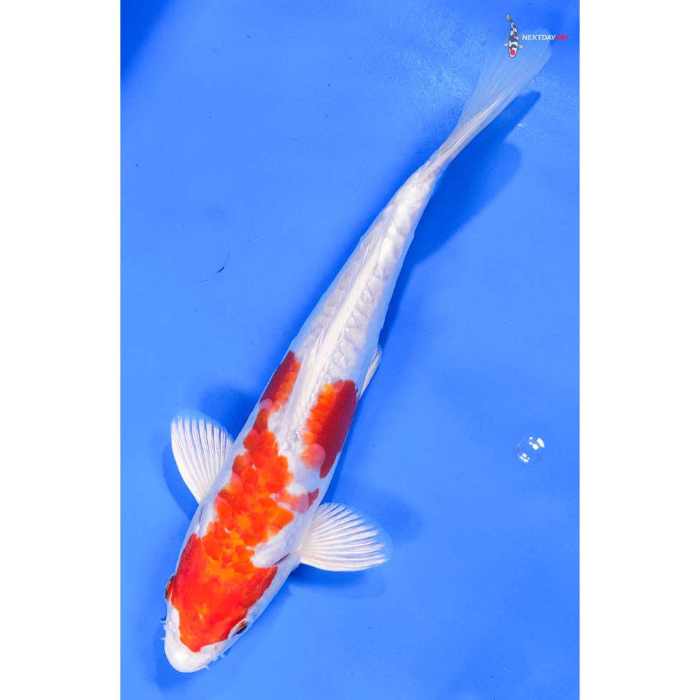 9.5” Imported Kikusui