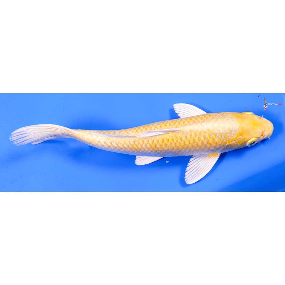 9.5” Imported Yamabuki Ogon