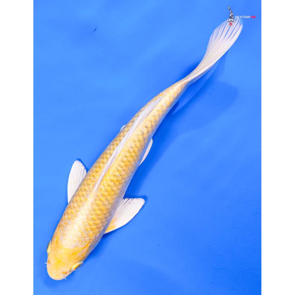 9.5” Imported Yamabuki Ogon