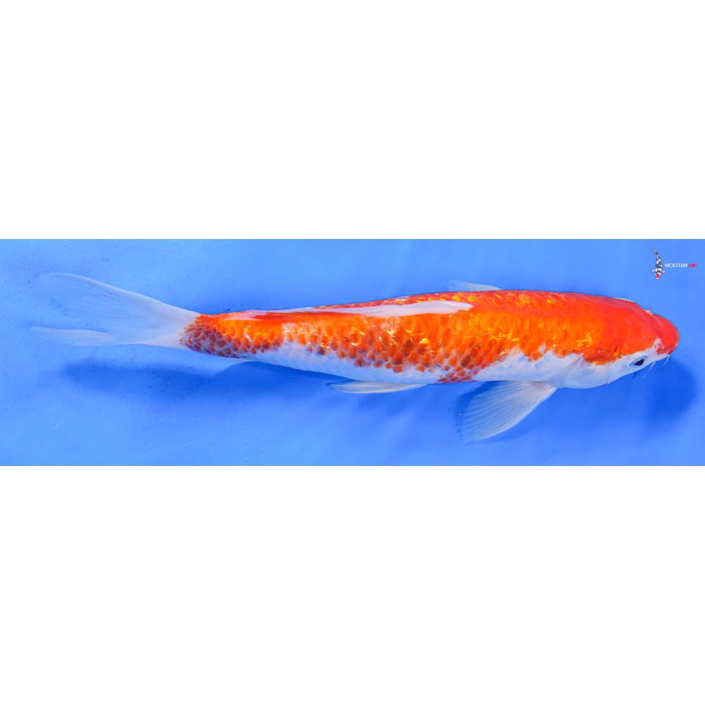 10” Imported Gin Rin Kohaku