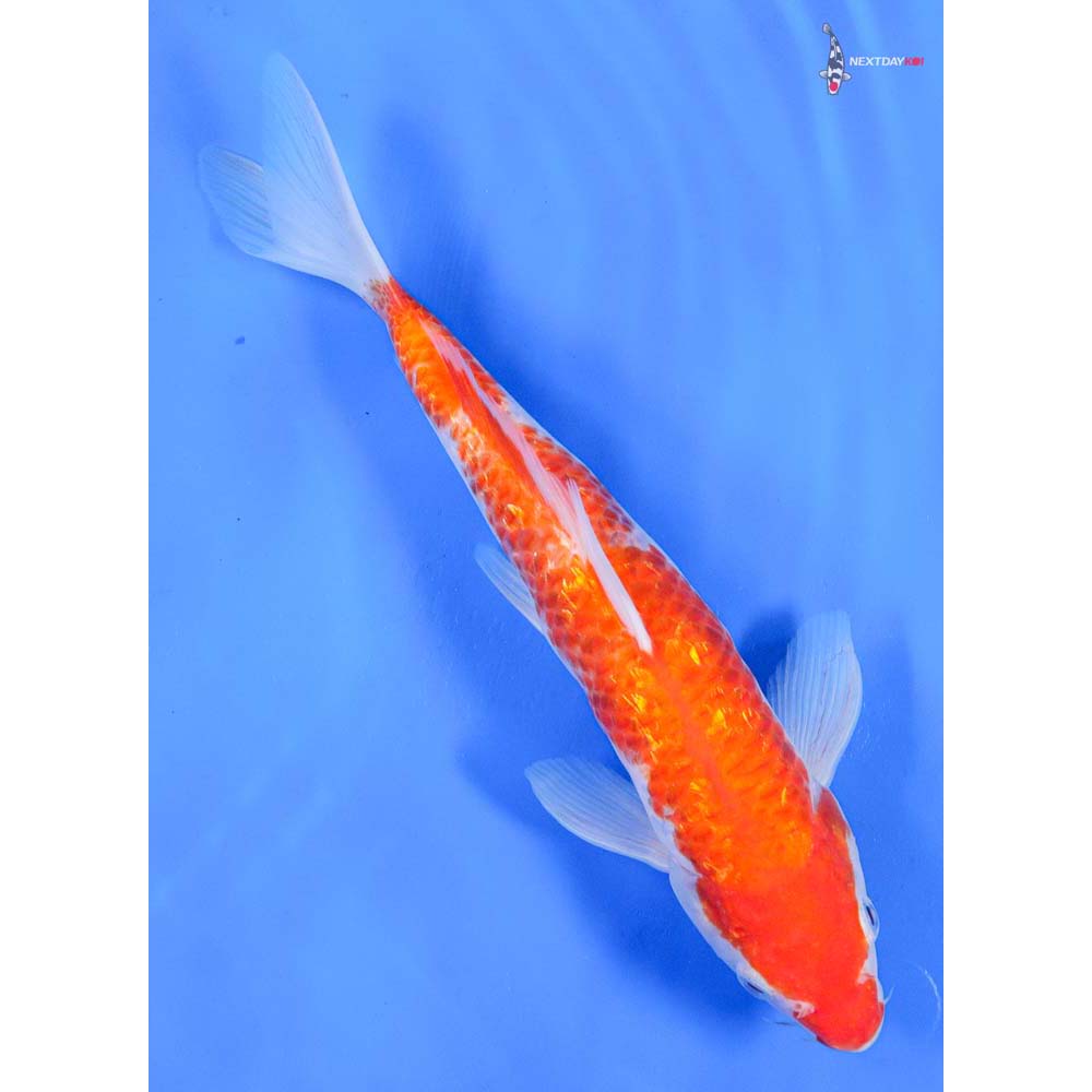 10” Imported Gin Rin Kohaku