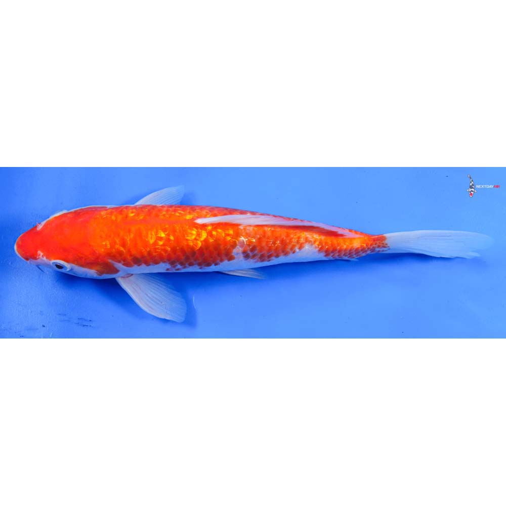 10” Imported Gin Rin Kohaku