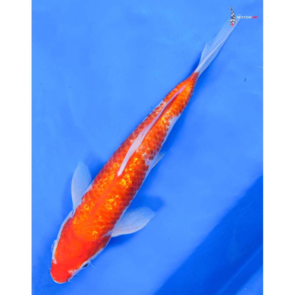 10” Imported Gin Rin Kohaku