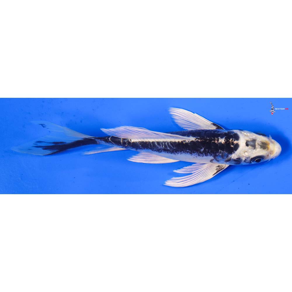 5.5” Imported Kikokuryu Butterfly Koi