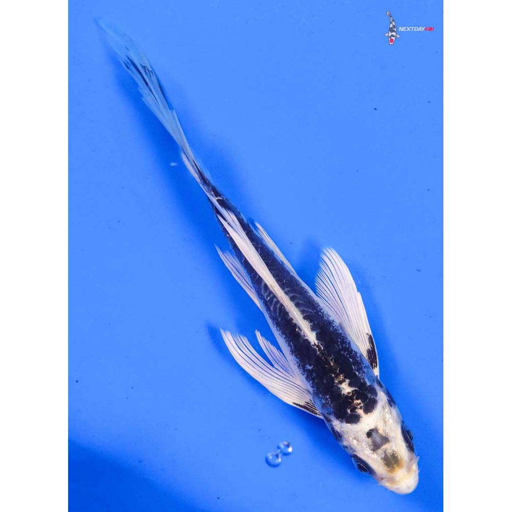 5.5” Imported Kikokuryu Butterfly Koi