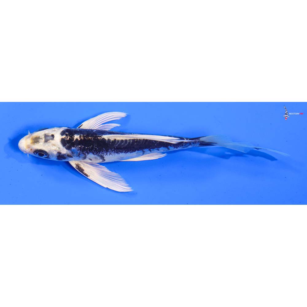 5.5” Imported Kikokuryu Butterfly Koi