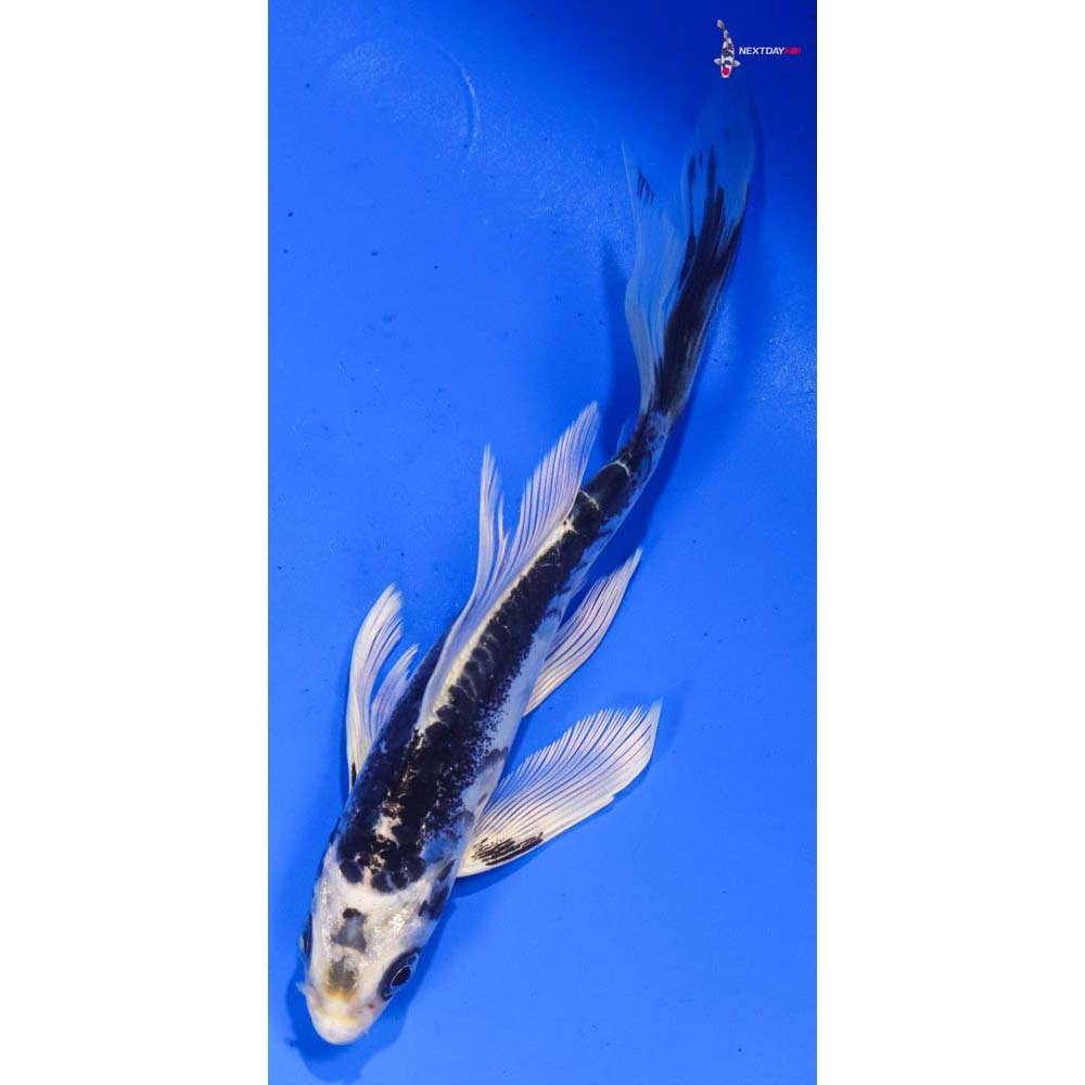 5.5” Imported Kikokuryu Butterfly Koi