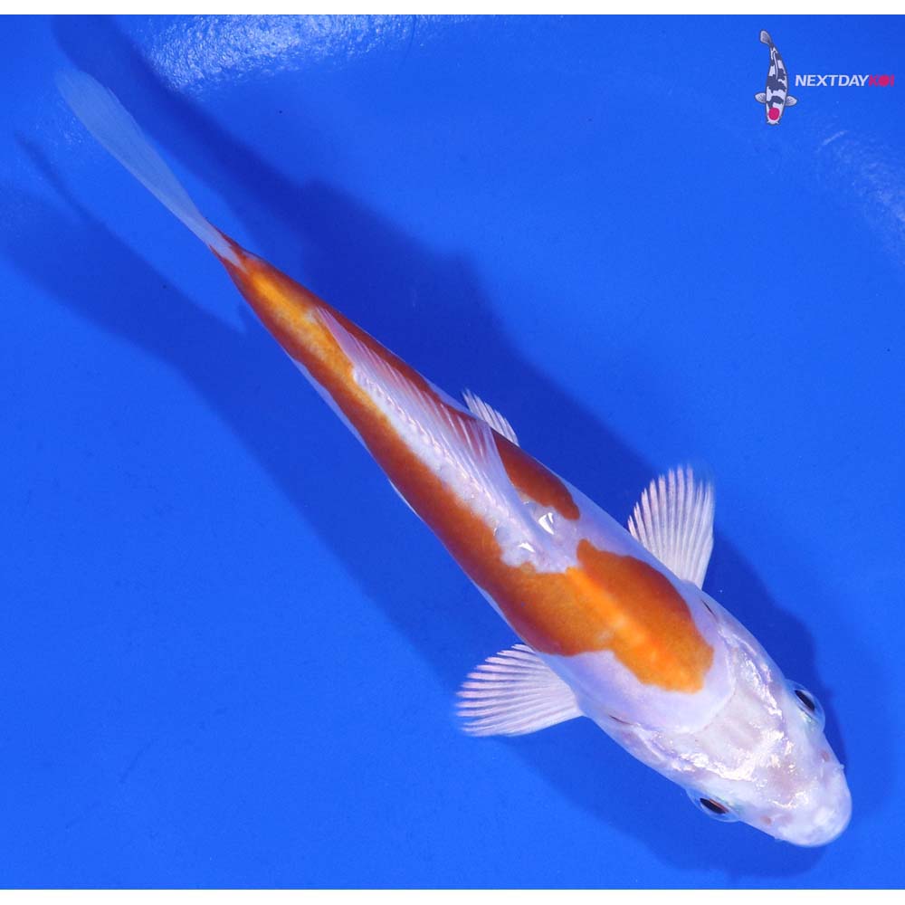 4.5” Imported Kikusui