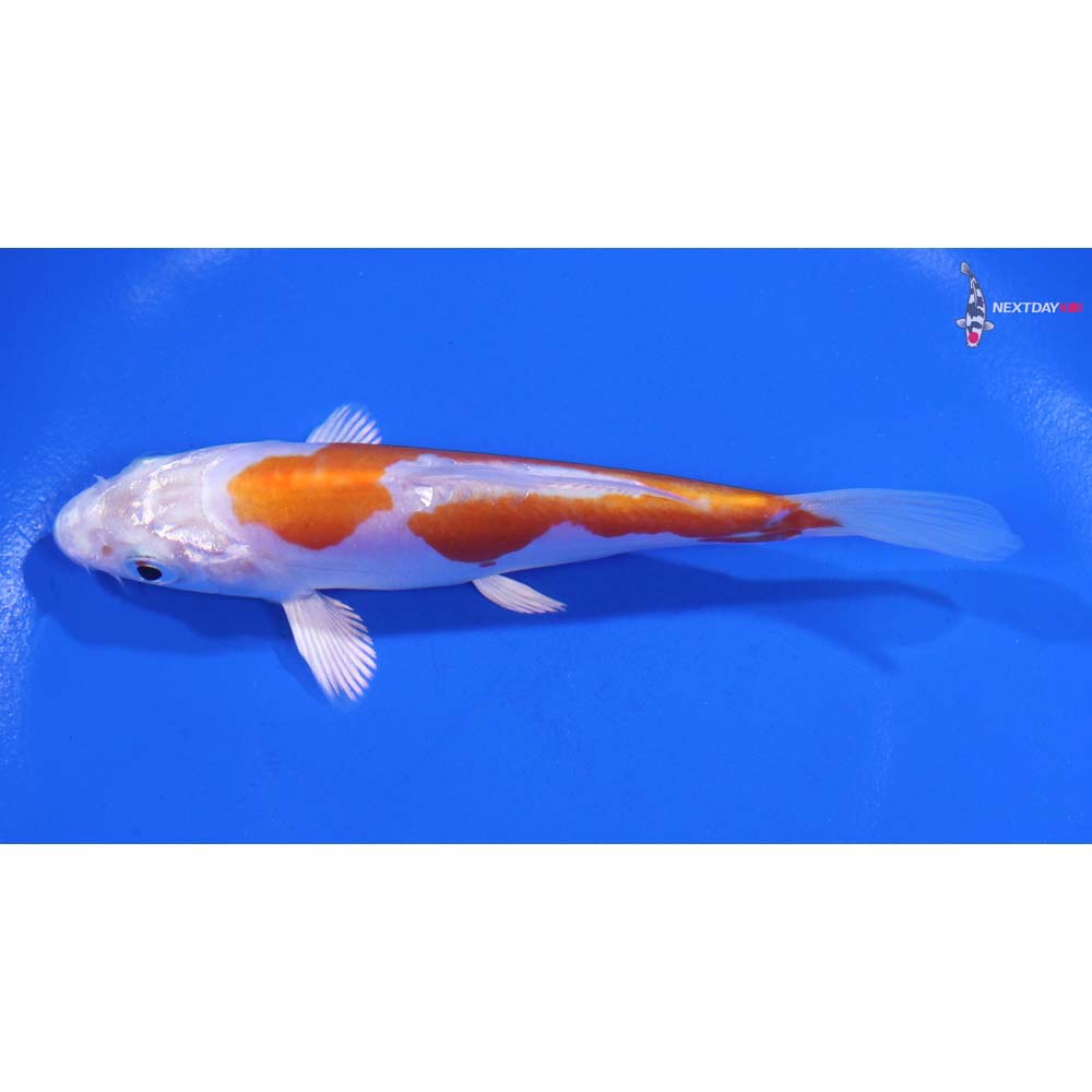 4.5” Imported Kikusui