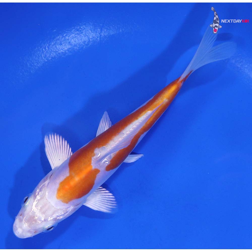 4.5” Imported Kikusui