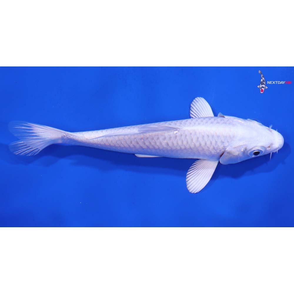 5” Imported Platinum Ogon