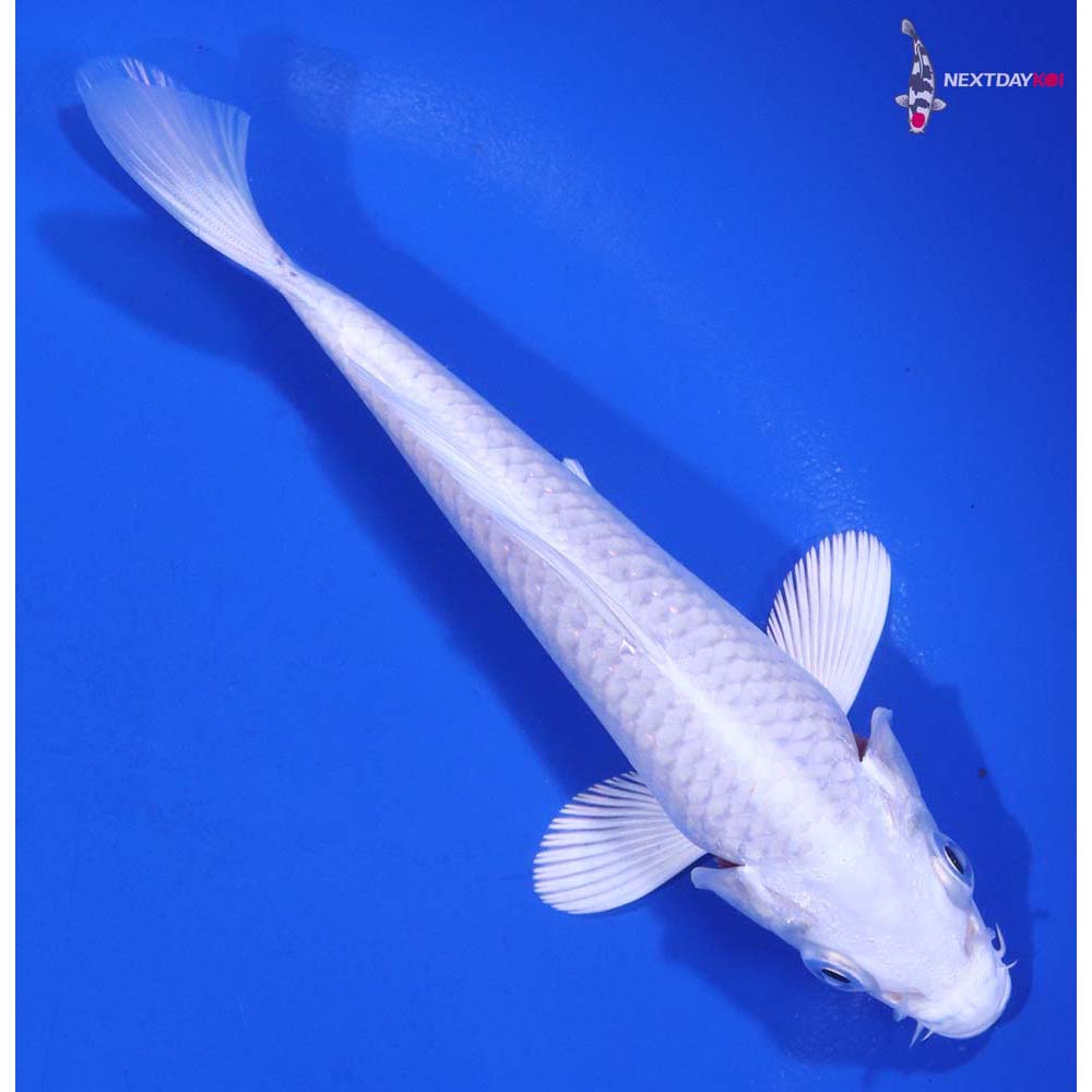 5” Imported Platinum Ogon