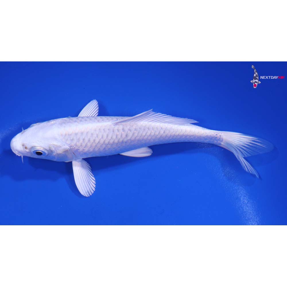 5” Imported Platinum Ogon