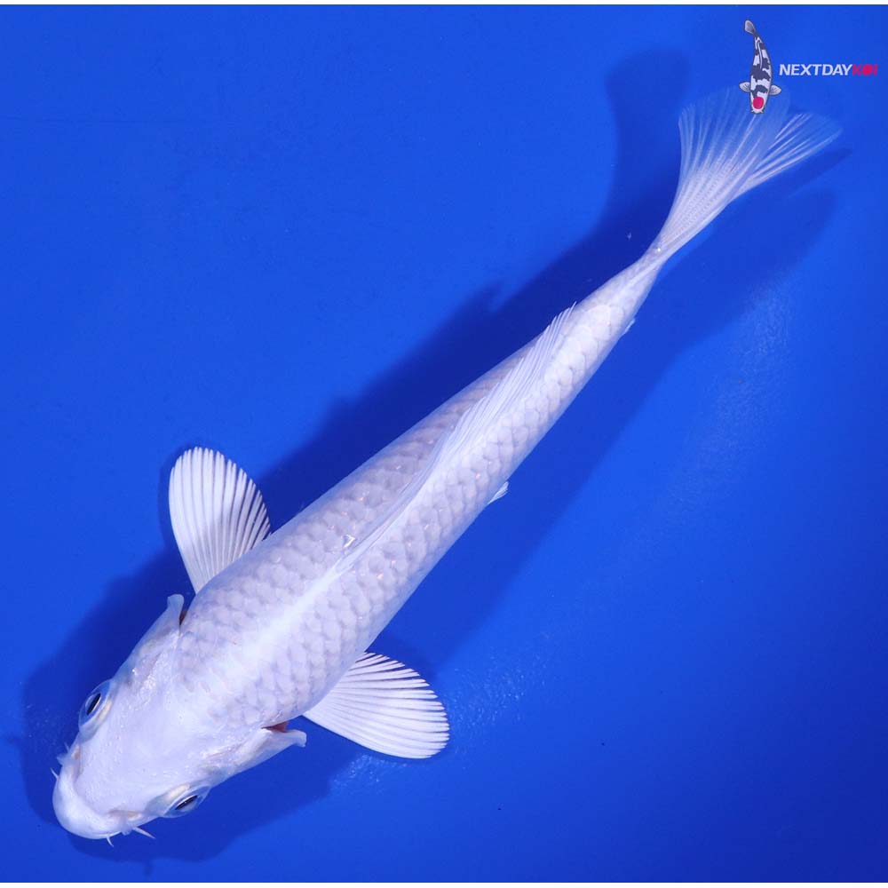 5” Imported Platinum Ogon