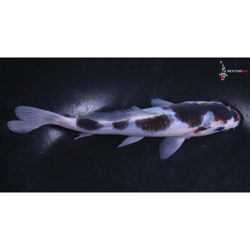 5.5” Imported Goromo