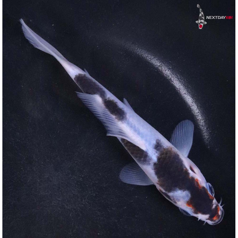 5.5” Imported Goromo