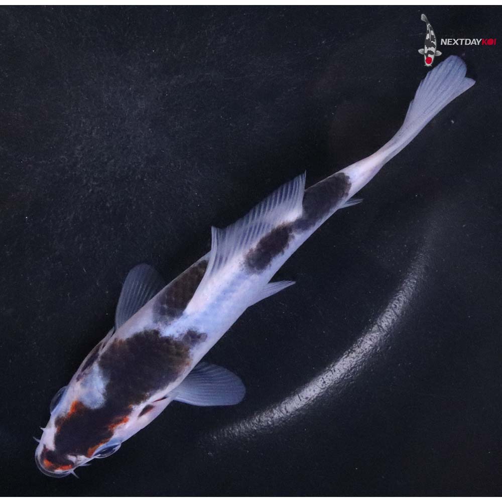 5.5” Imported Goromo