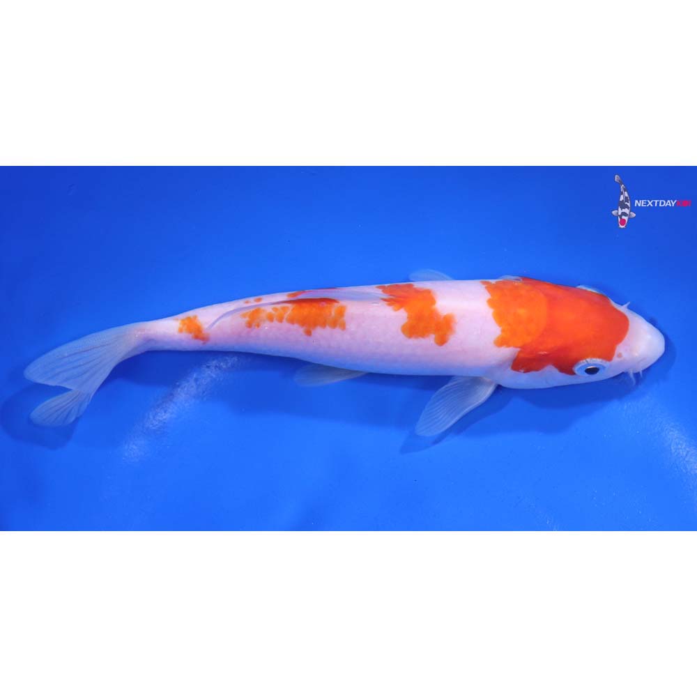 6” Imported Kohaku