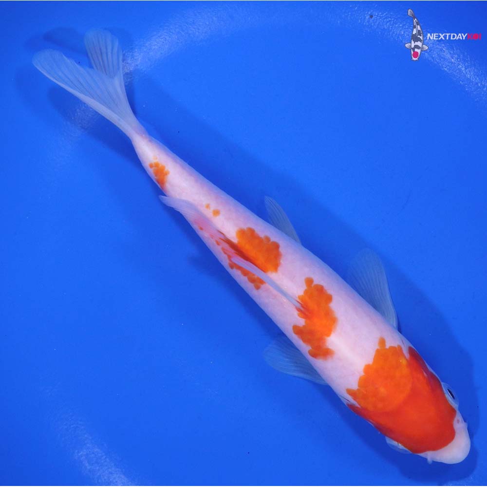 6” Imported Kohaku
