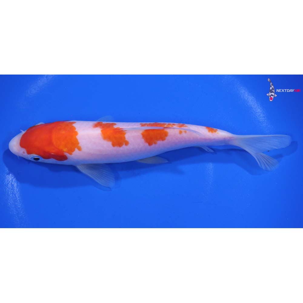 6” Imported Kohaku
