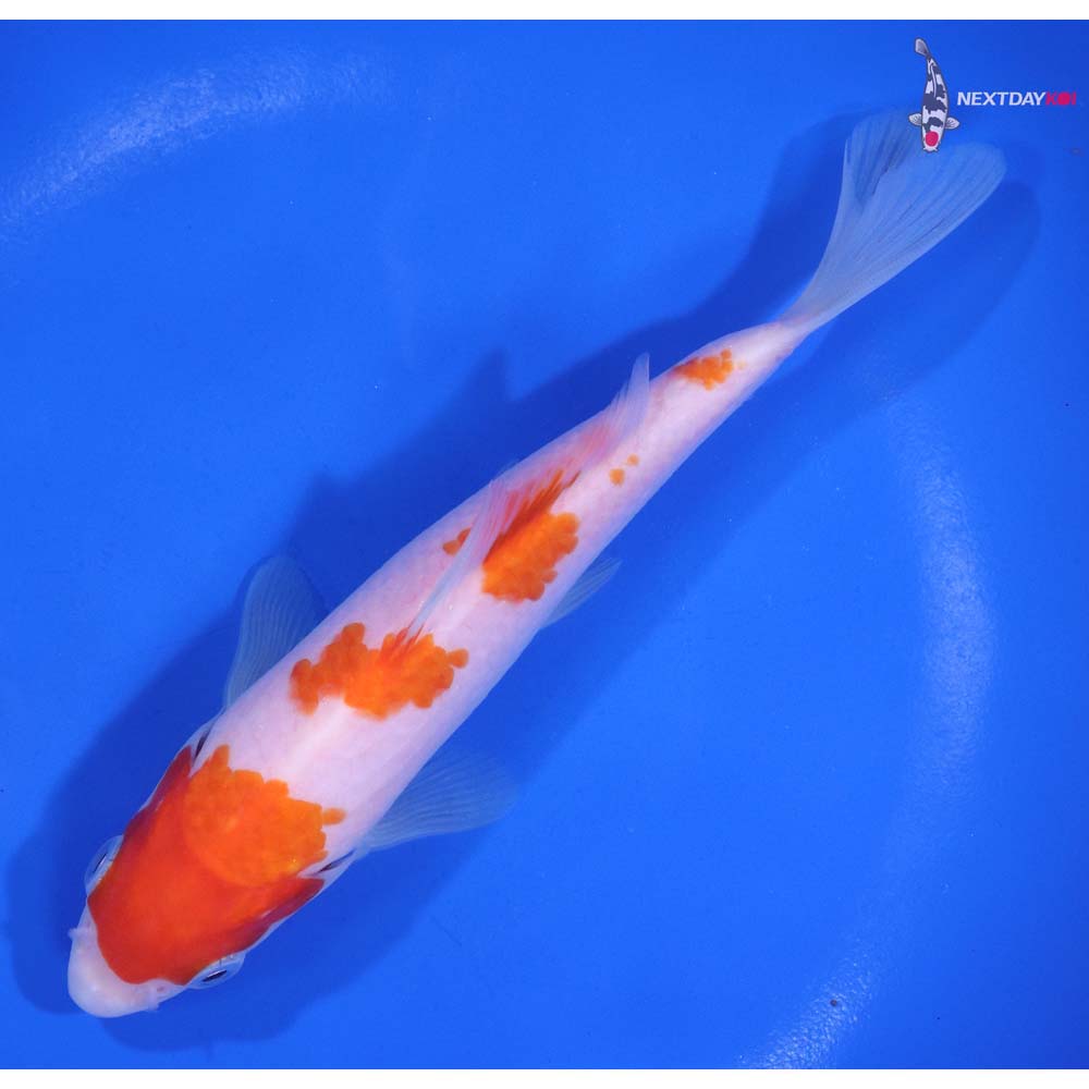 6” Imported Kohaku