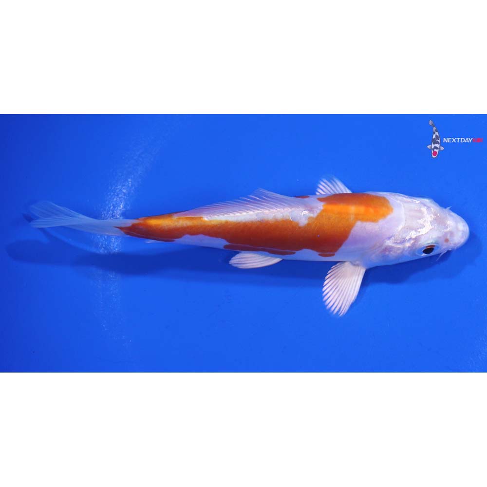 4.5” Imported Kikusui