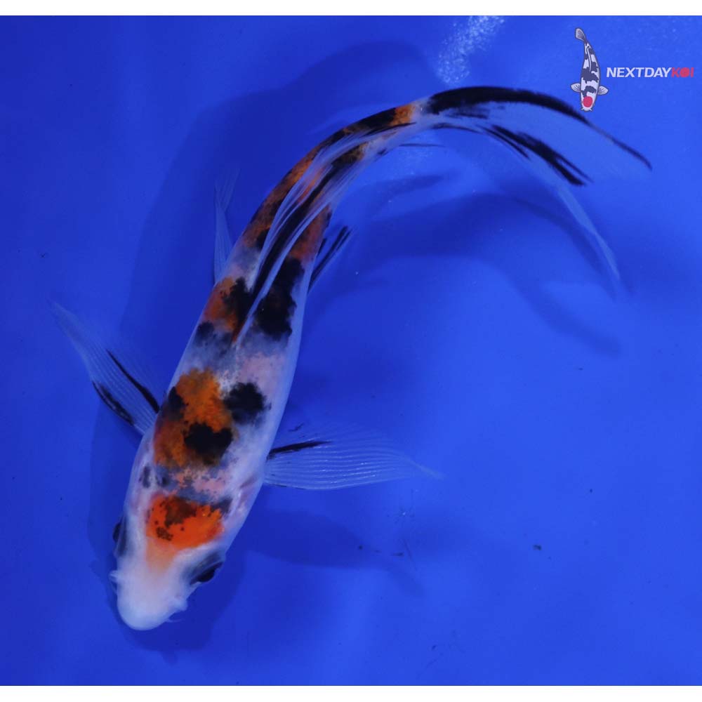 4.5” Imported Sanke Butterfly Koi