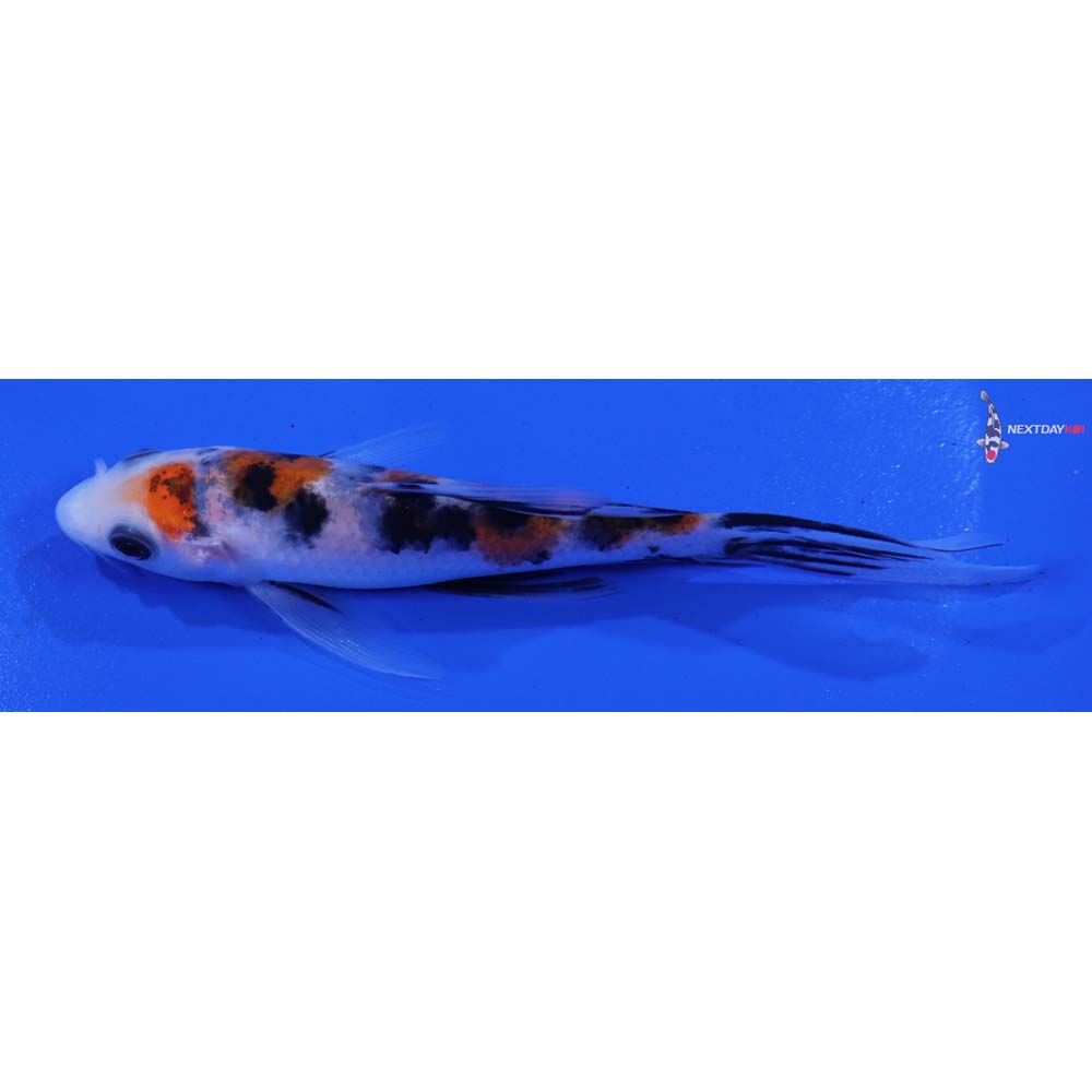 4.5” Imported Sanke Butterfly Koi