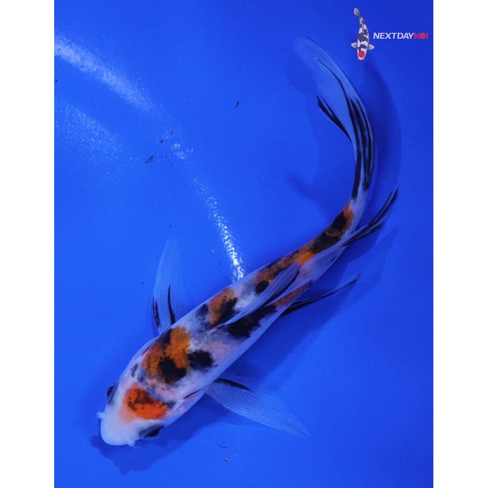 4.5” Imported Sanke Butterfly Koi