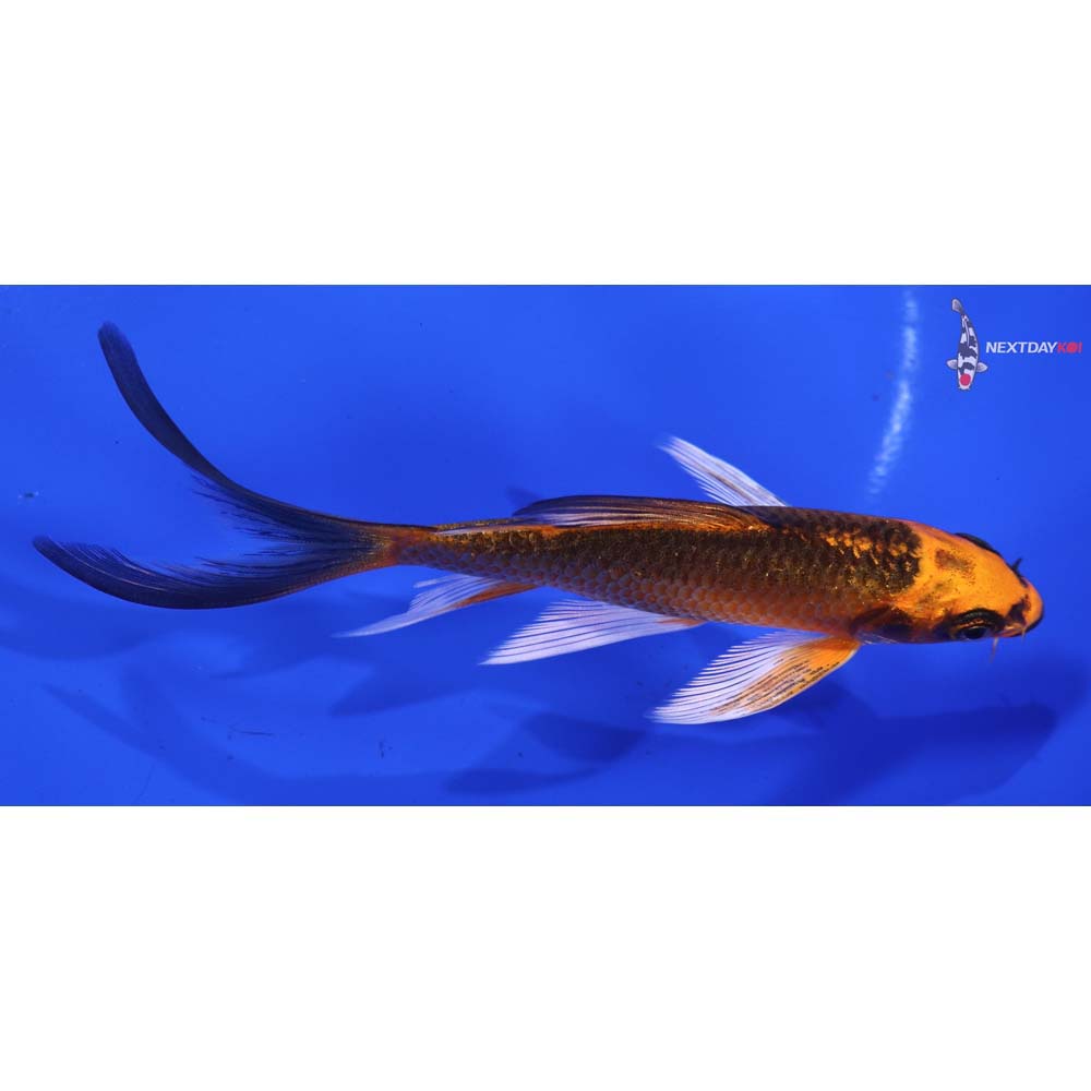 5” Imported Orenji Matsuba Butterfly Koi