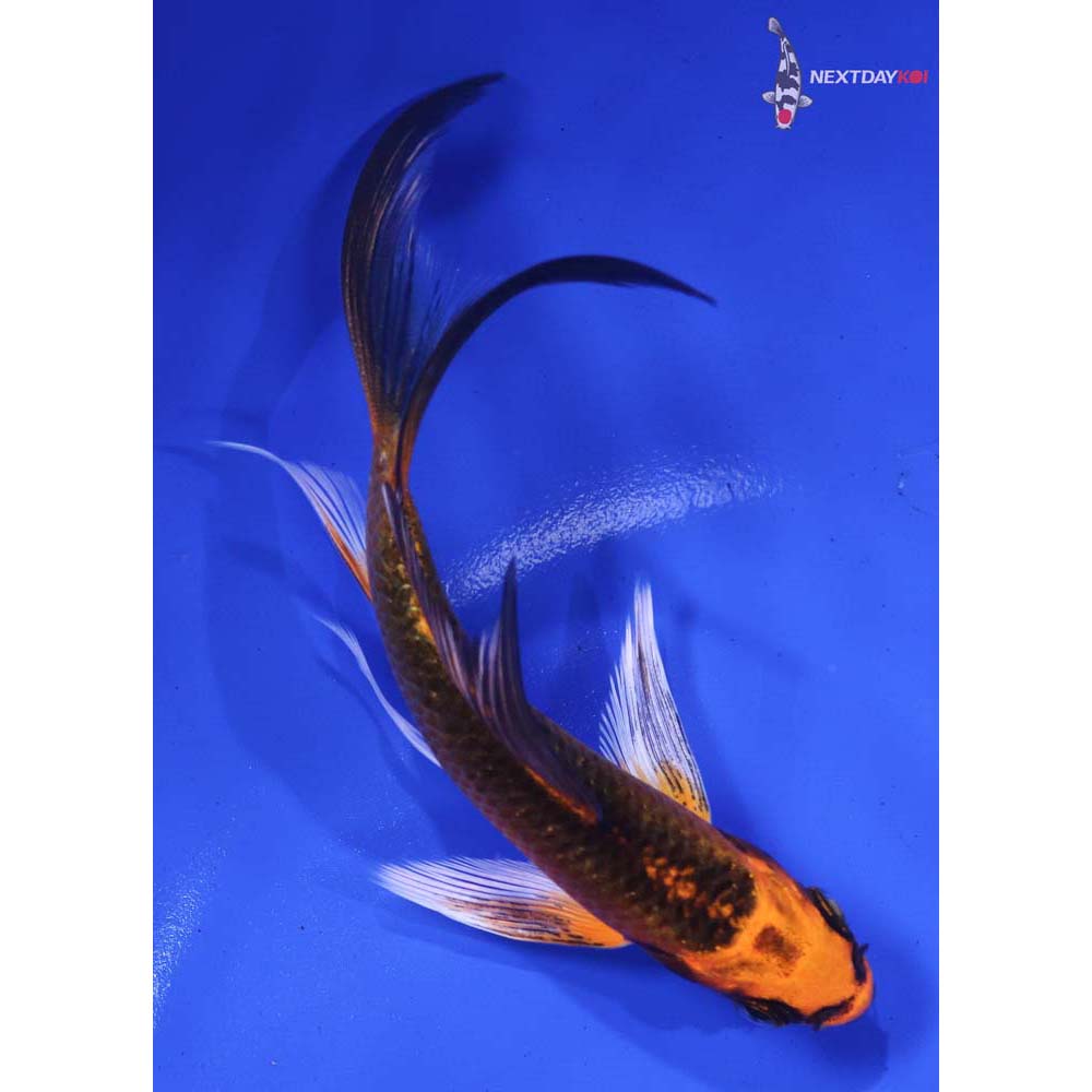 5” Imported Orenji Matsuba Butterfly Koi