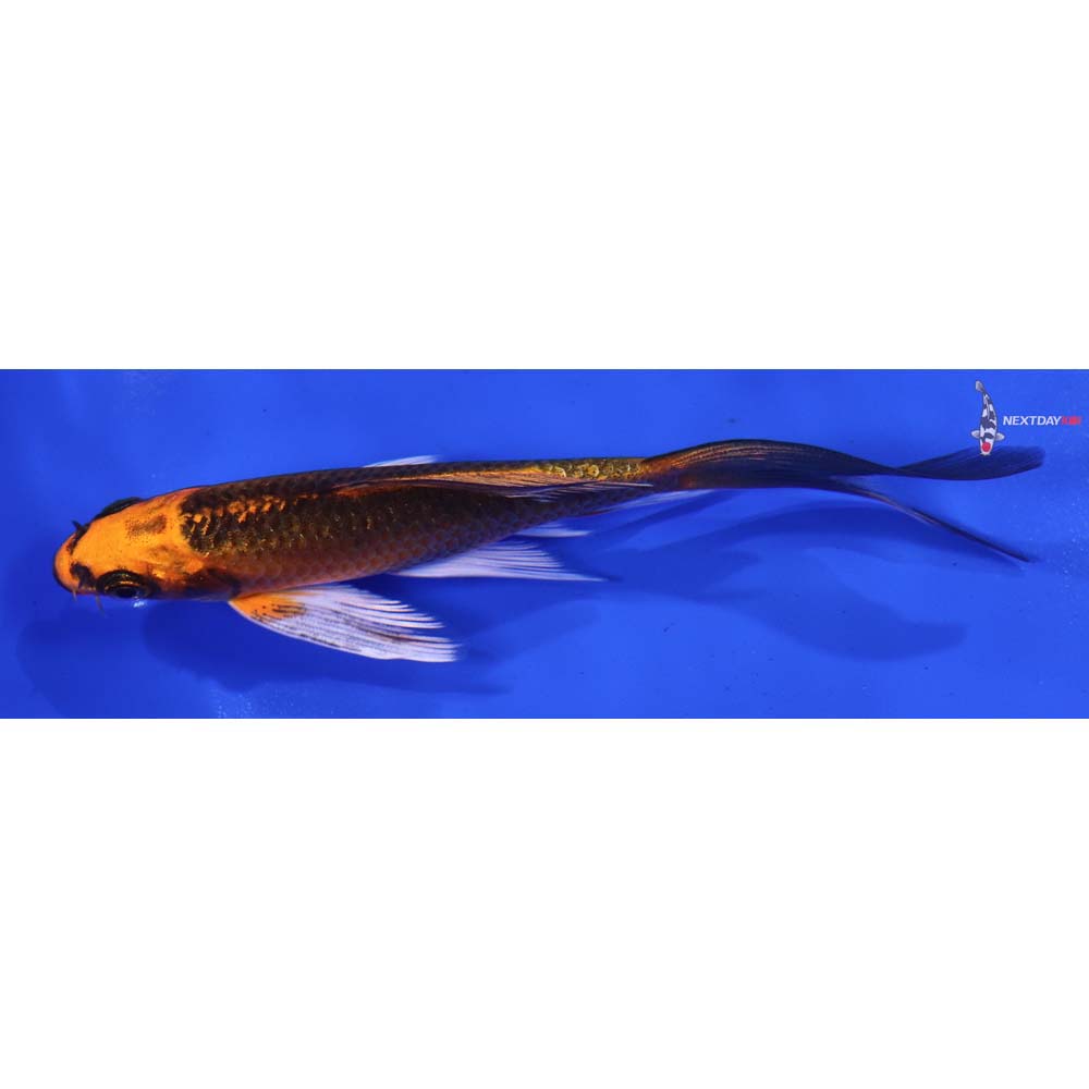 5” Imported Orenji Matsuba Butterfly Koi