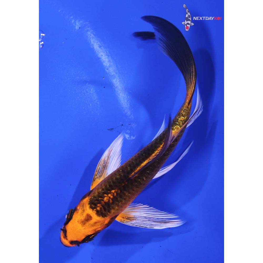 5” Imported Orenji Matsuba Butterfly Koi
