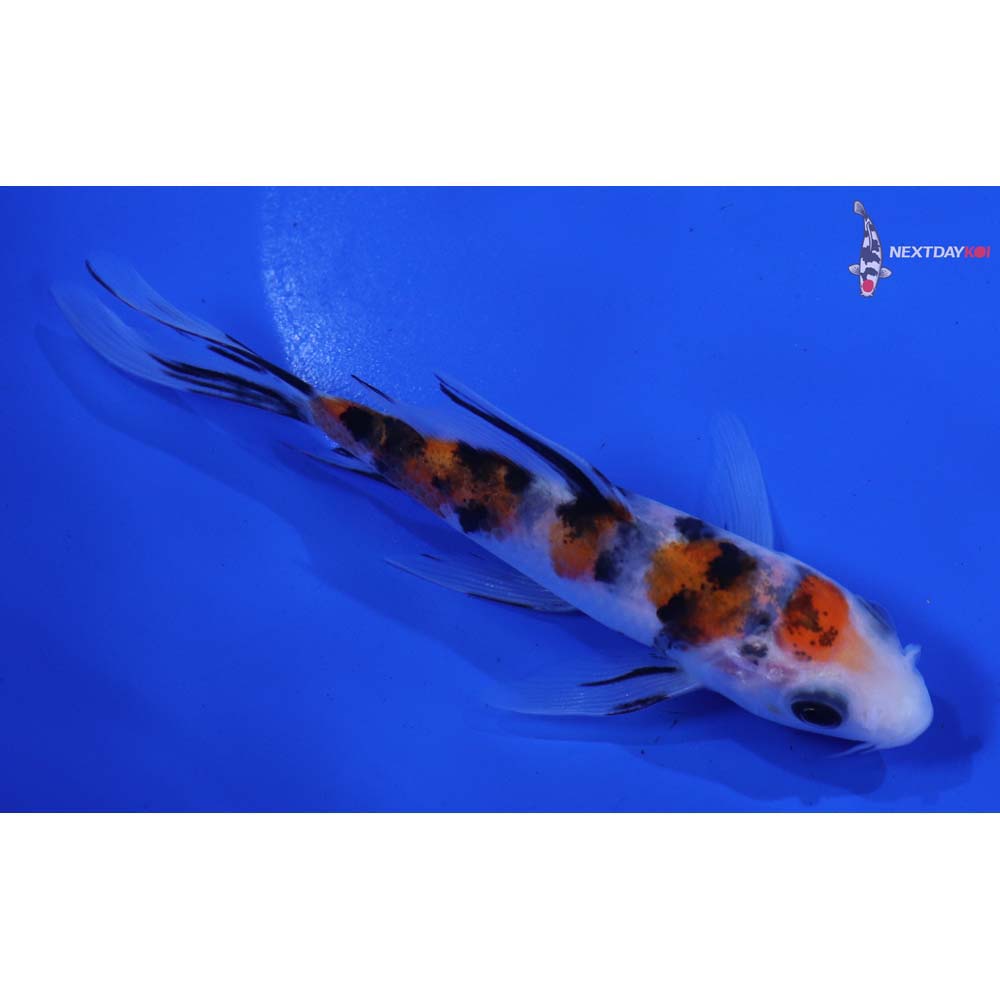 4.5” Imported Sanke Butterfly Koi