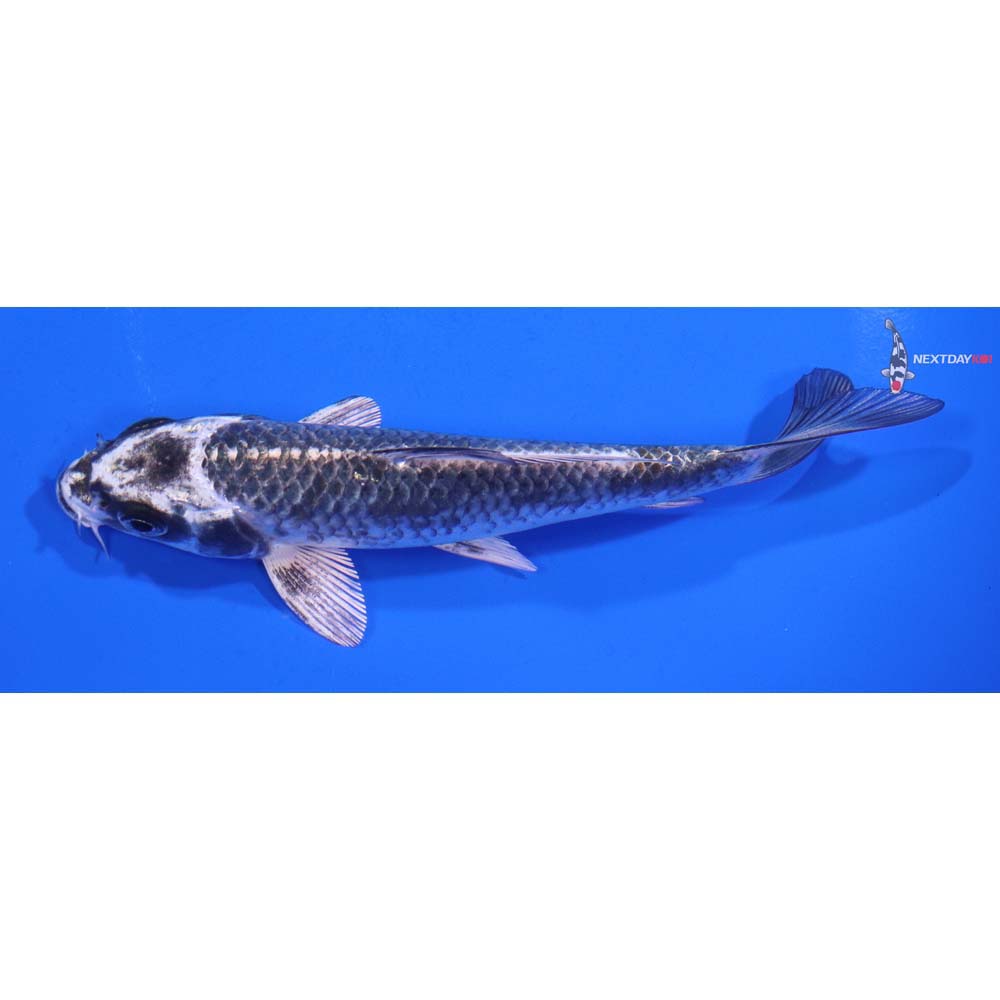 5” Imported Gin Matsuba