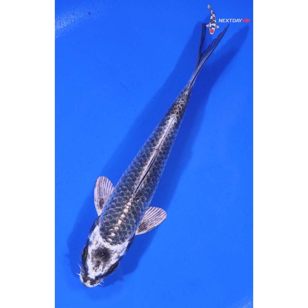 5” Imported Gin Matsuba