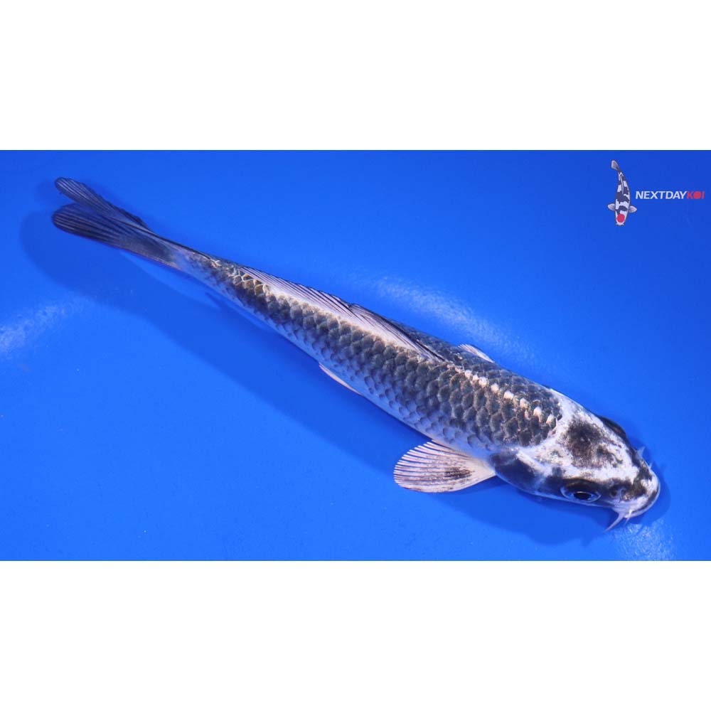 5” Imported Gin Matsuba