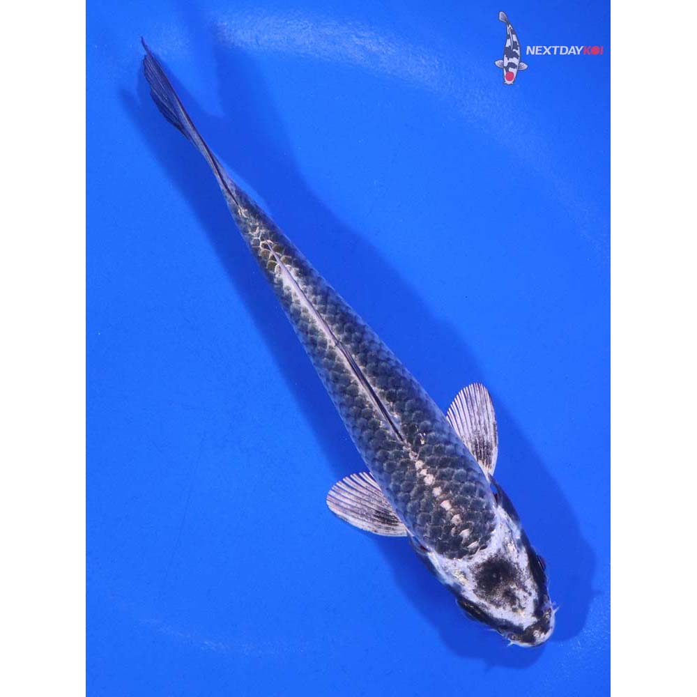 5” Imported Gin Matsuba