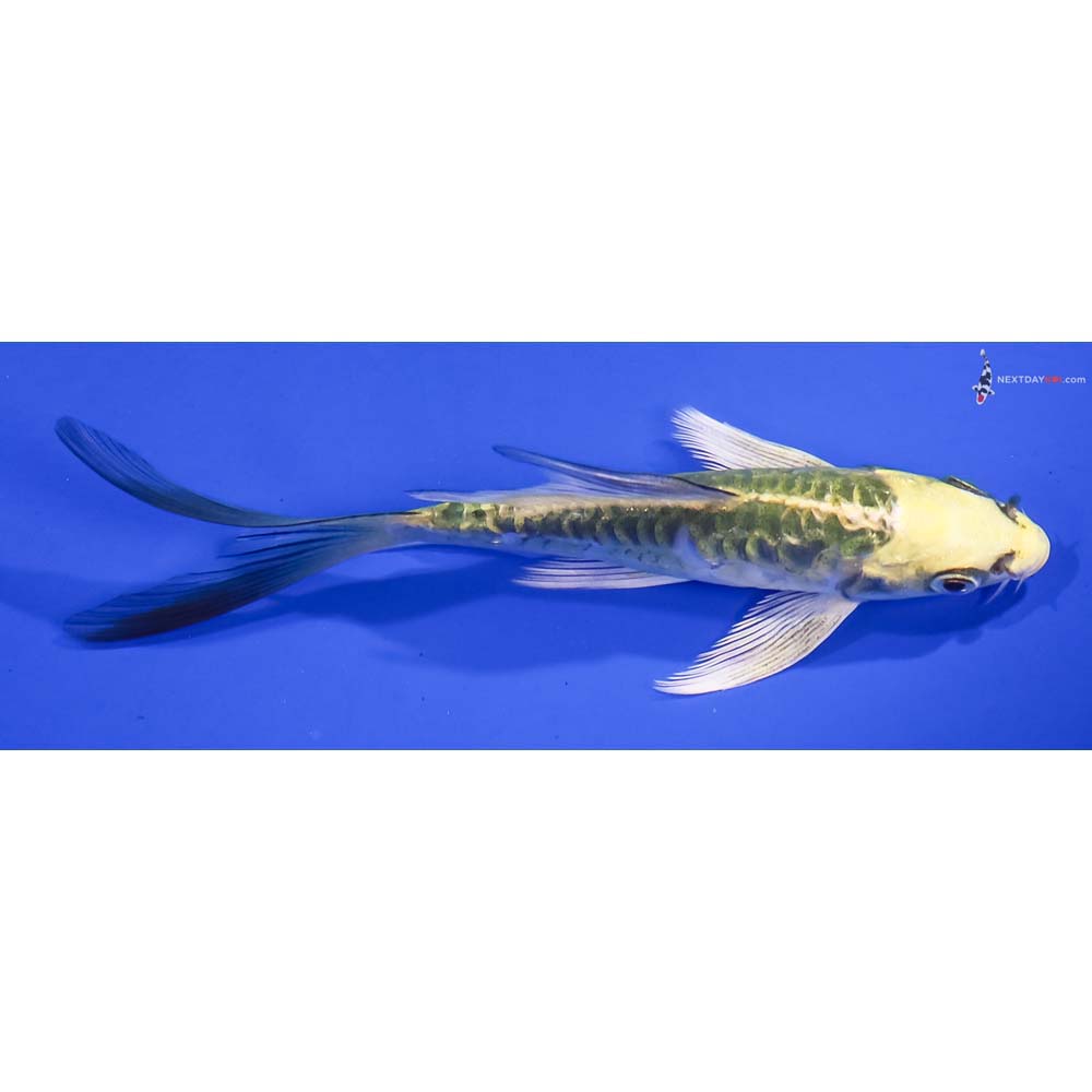 5” Imported Armor Scaled Kujaku Butterfly Koi