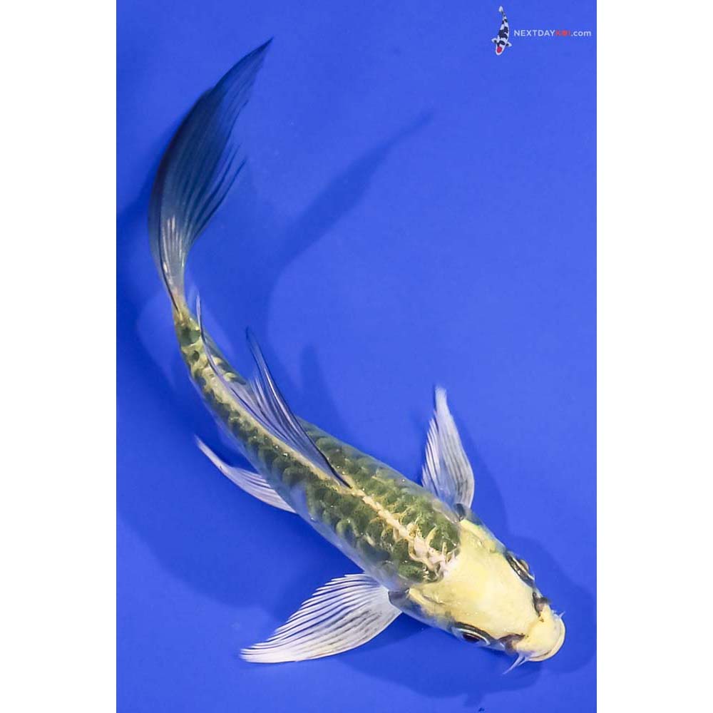 5” Imported Armor Scaled Kujaku Butterfly Koi