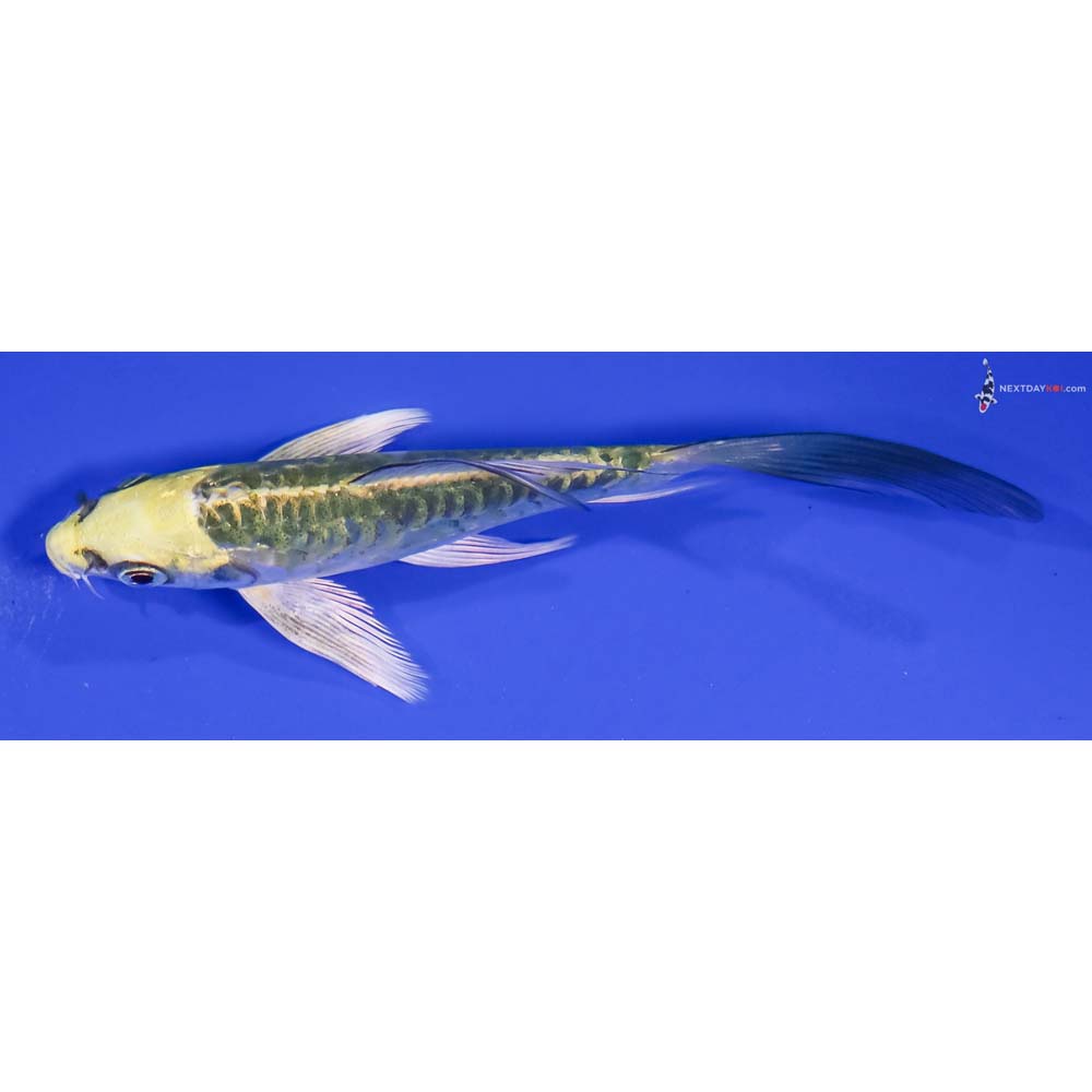 5” Imported Armor Scaled Kujaku Butterfly Koi