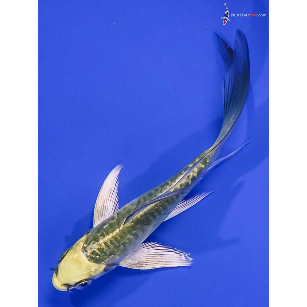 5” Imported Armor Scaled Kujaku Butterfly Koi