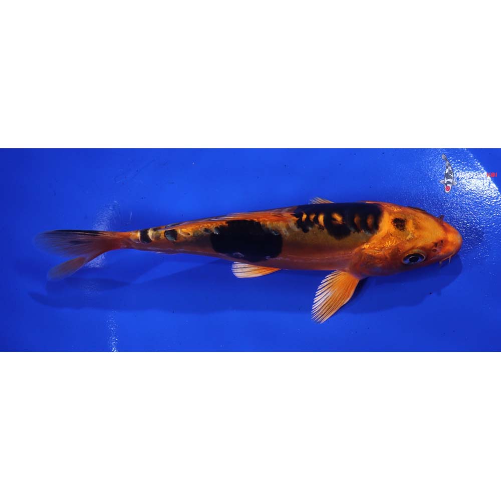 6” Imported Doitsu Kin Aka Bekko